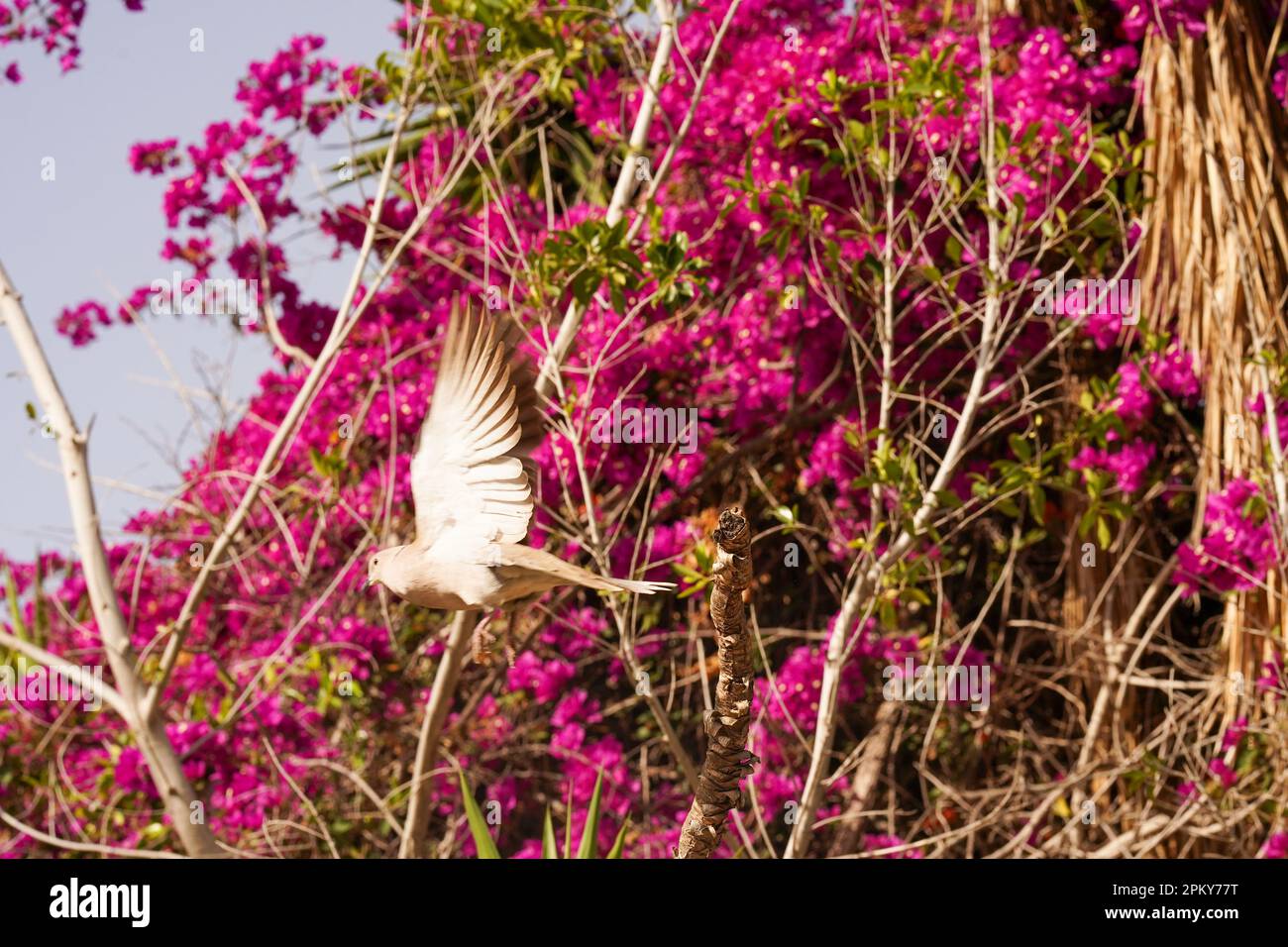 Un piccione selvaggio vola contro uno sfondo di fiori tropicali. Piccioni e colombe Foto Stock