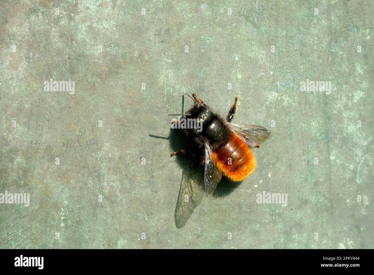 Orchard europeo, Osmia, Bee, Osmia cornuta, ape solitaria, Insetto, ape-amichevole, insetti Foto Stock