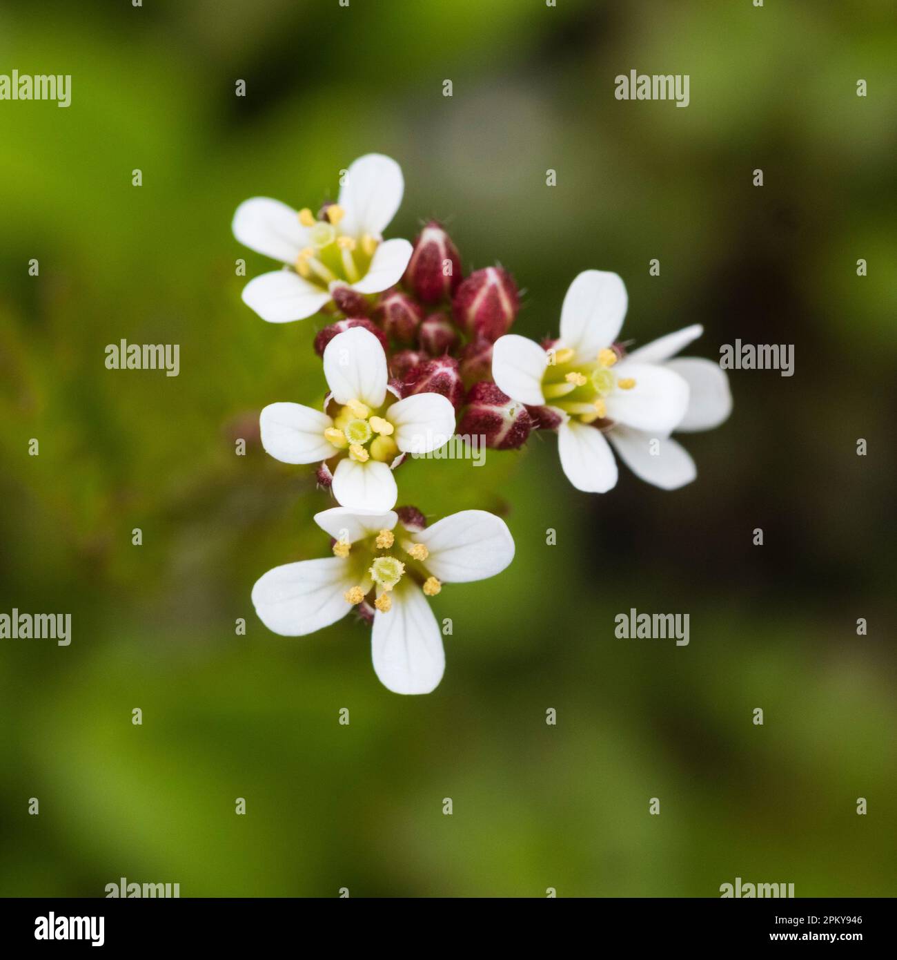 Primo piano dei piccoli fiori bianchi dell'annuale UK wildflower e erbacce da giardino, Cardamine hirsuta, ariosa stress amara Foto Stock