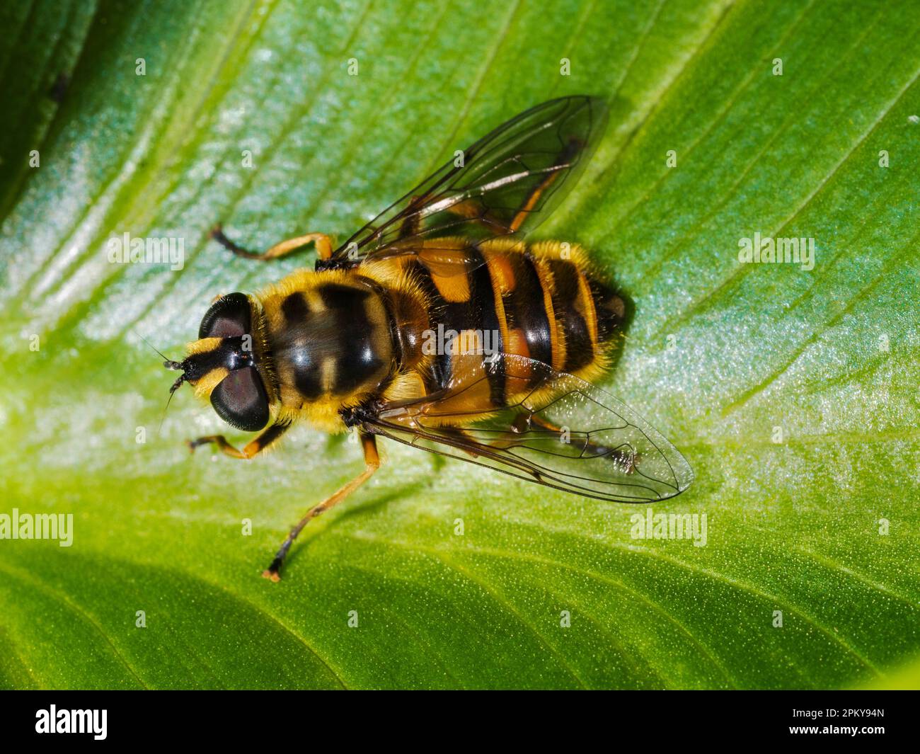 Sorvola femmina adulta, Myathropa florea, un nativo britannico e visitatore del giardino Foto Stock