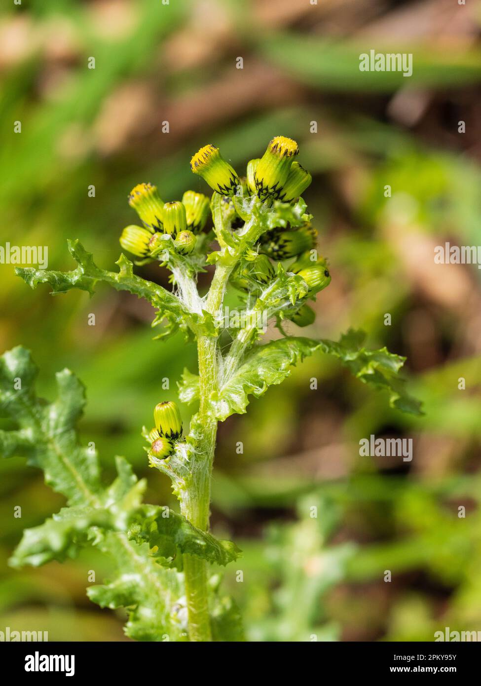 Fiori gialli nelle teste ramificate dell'erbaccia britannica annuale di terra di spreco e giardini, Senecio vulgaris, grovaccia Foto Stock