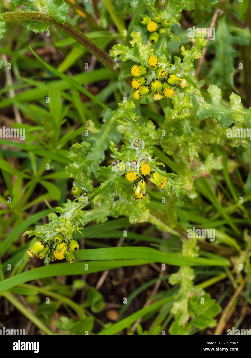 Fiori gialli nelle teste ramificate dell'erbaccia britannica annuale di terra di spreco e giardini, Senecio vulgaris, grovaccia Foto Stock