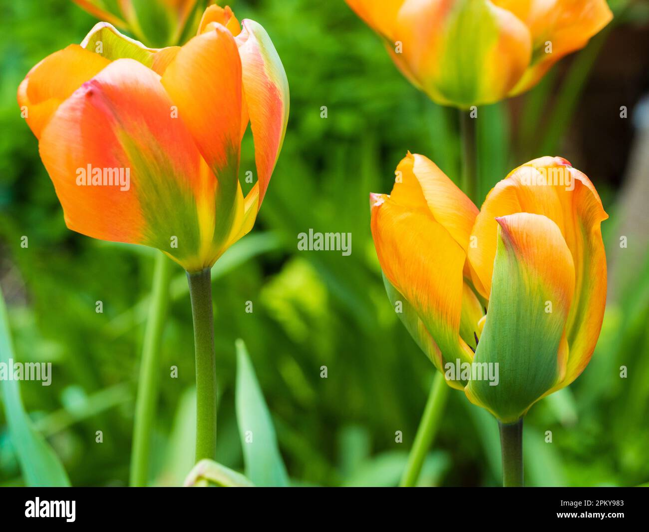 Verde lampeggiante da arancione a rosso primavera ombreggiata viridiflora tulipano, Tulipa 'Marmalade arancione' Foto Stock