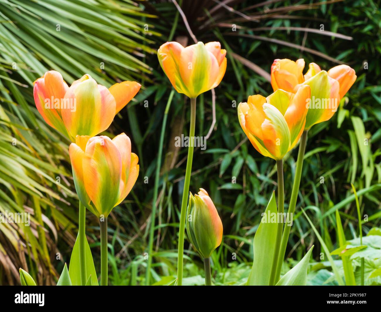 Verde lampeggiante da arancione a rosso primavera ombreggiata viridiflora tulipano, Tulipa 'Marmalade arancione' Foto Stock