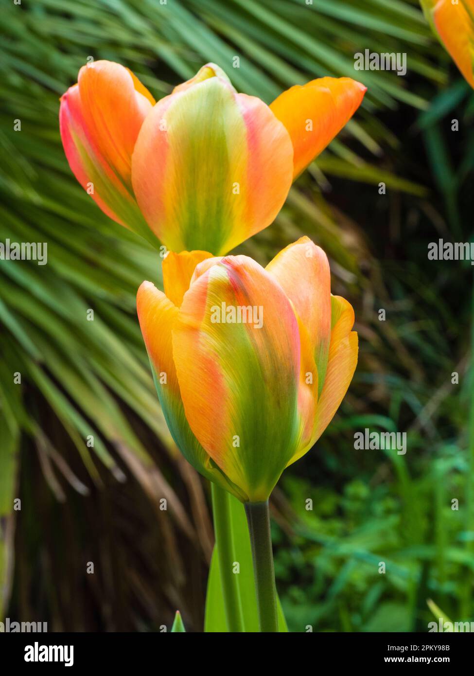 Verde lampeggiante da arancione a rosso primavera ombreggiata viridiflora tulipano, Tulipa 'Marmalade arancione' Foto Stock