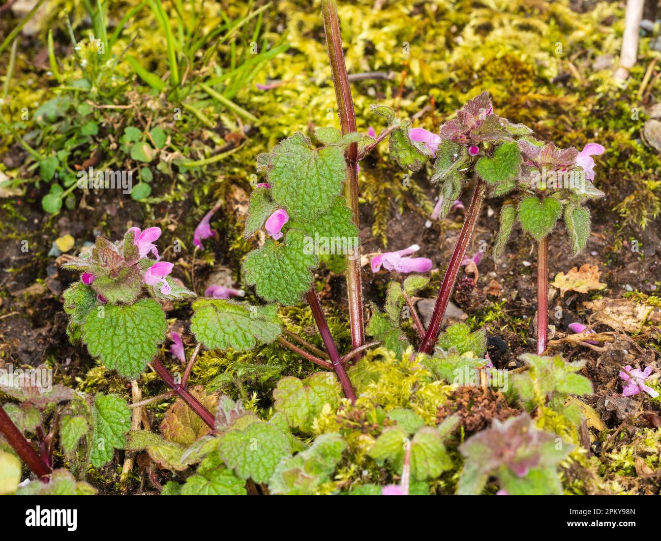 Teste di fiore del deadortle rosso, il purpurpurpureum di Lamium, un'erba del giardino e un'erba del selvaggio annuali del Regno Unito Foto Stock