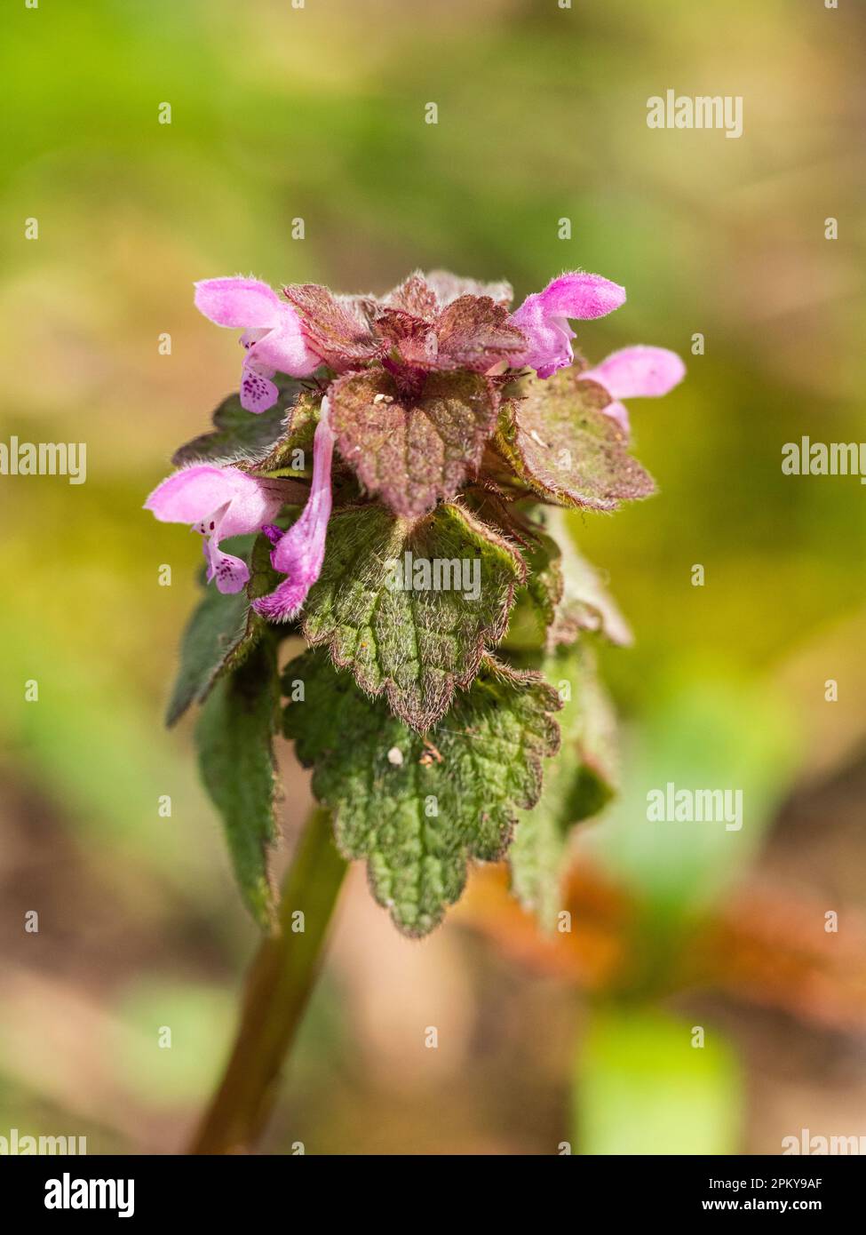 Fiore testa del deadortle rosso, Lamium purpurpurpureum, un Regno Unito annuale di fiori selvatici e erbacce da giardino Foto Stock