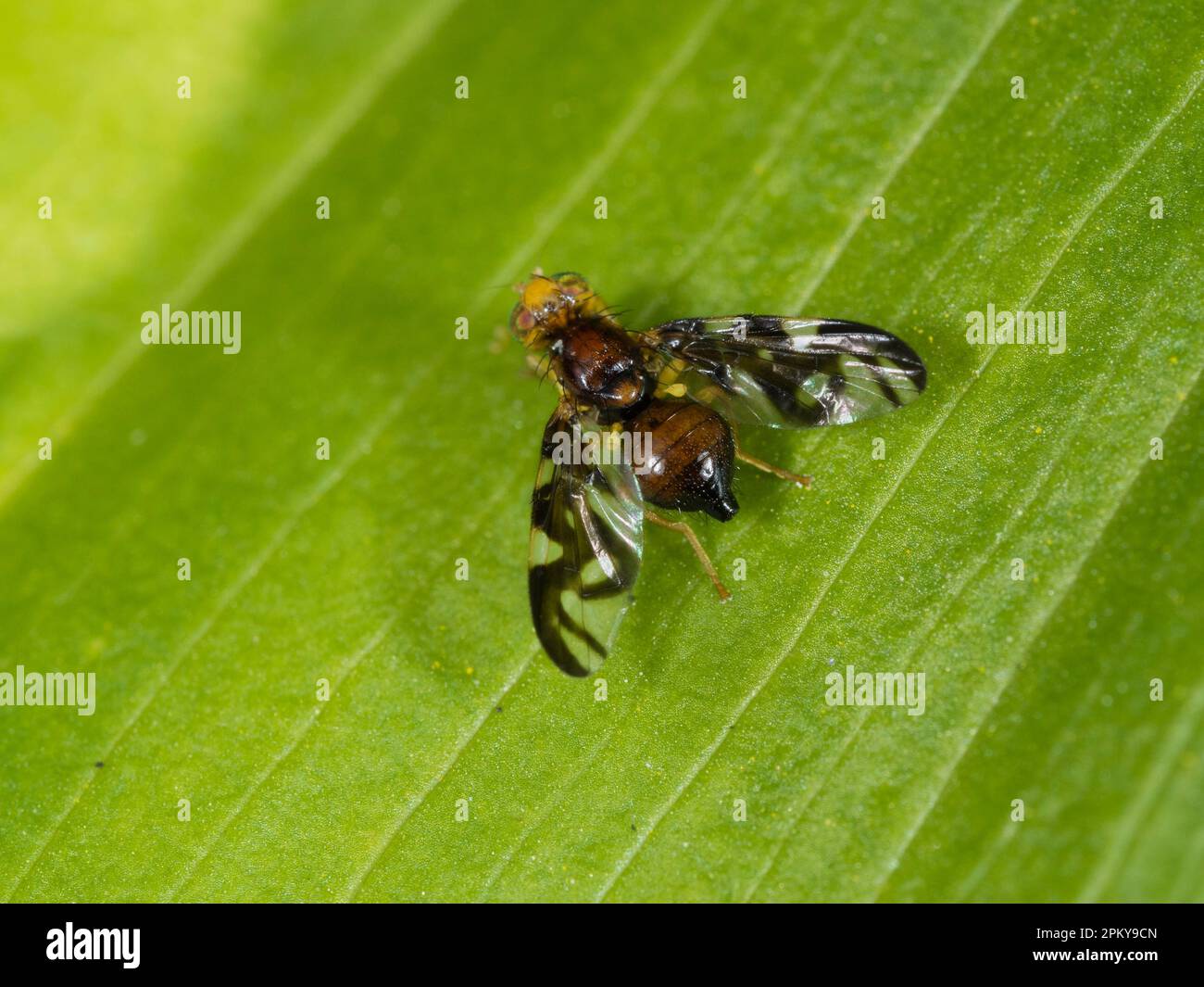 Addome bulboso e ali a motivi neri della mosca britannica del sedano, Euleia heraclei, una specie di minatore di foglie Foto Stock