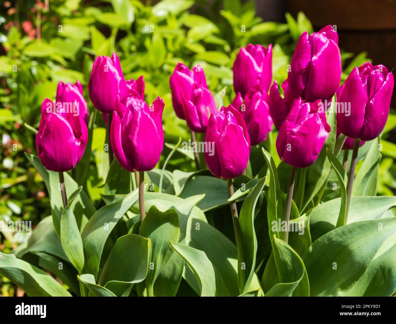 Fiori rosa profondi del tulipano di Triumph in fiore primaverile, Tulipa "Blue Beauty" Foto Stock