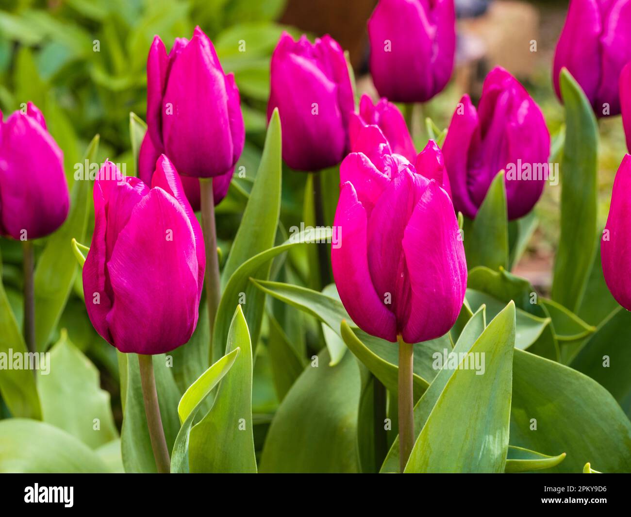 Fiori rosa profondi del tulipano di Triumph in fiore primaverile, Tulipa "Blue Beauty" Foto Stock