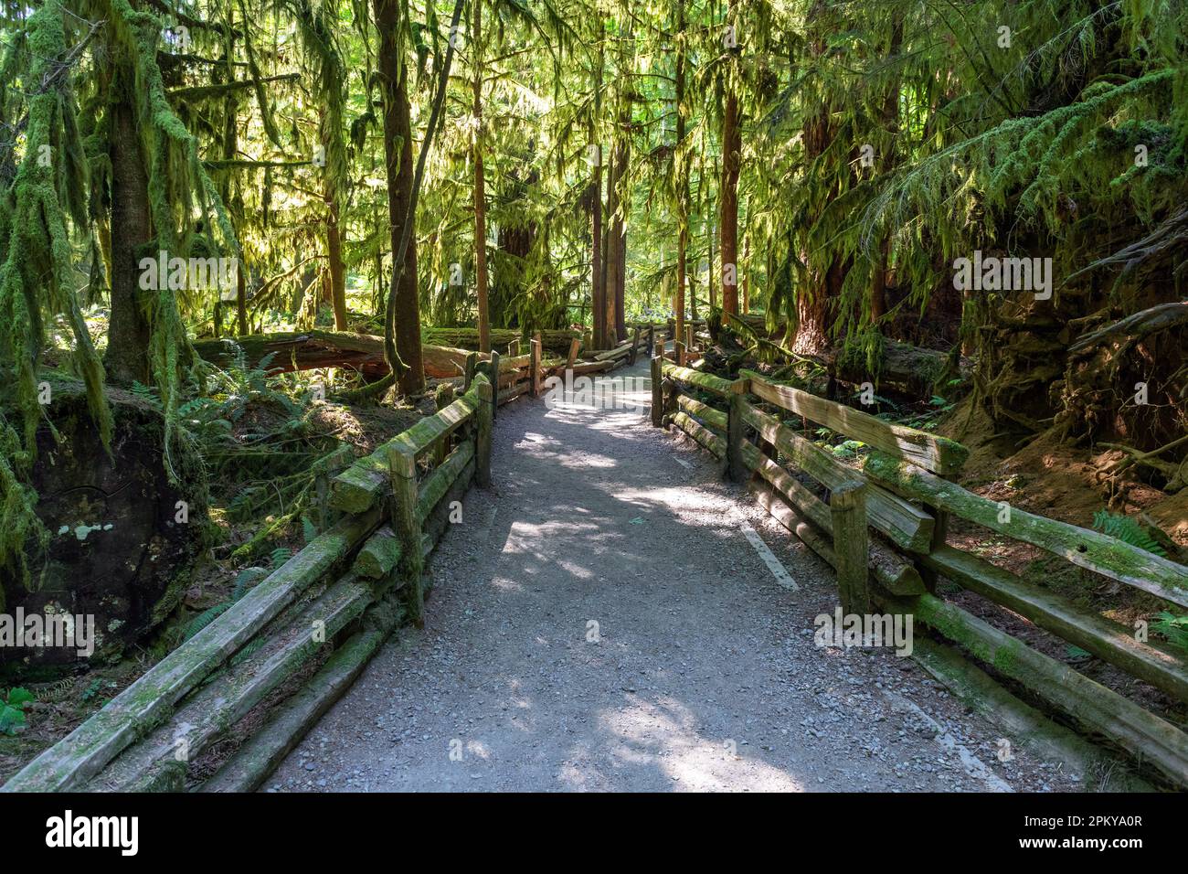 Sentiero pedonale a Cathedral Grove con alberi di cedro occidentali e douglas fir, Macmillan Provincial Park, Vancouver Island, Canada. Foto Stock