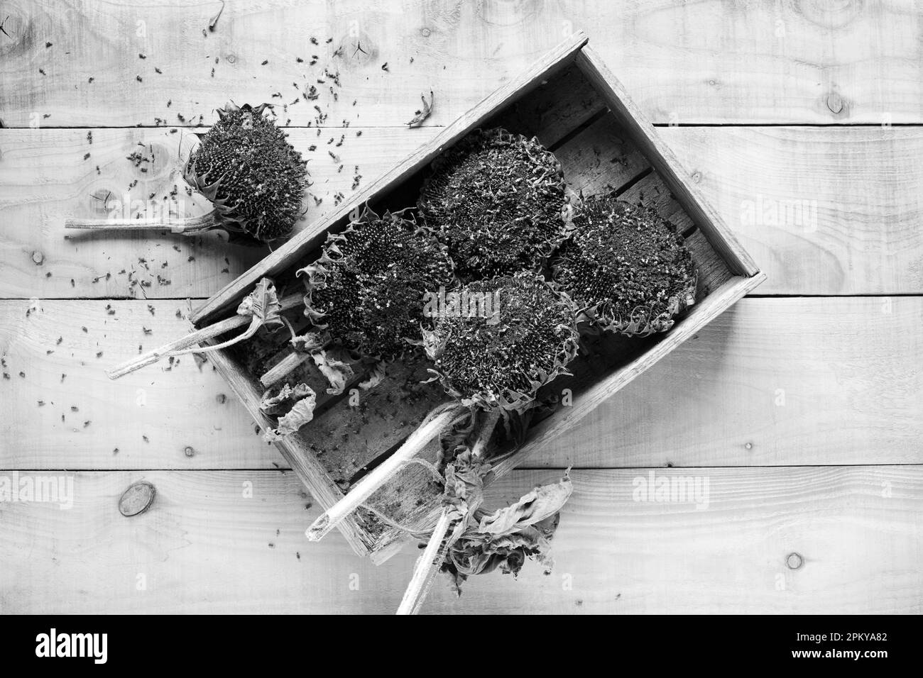 Helianthus annuus. Teste di semi di girasole essiccate in una scatola di legno, bianco e nero. Foto Stock