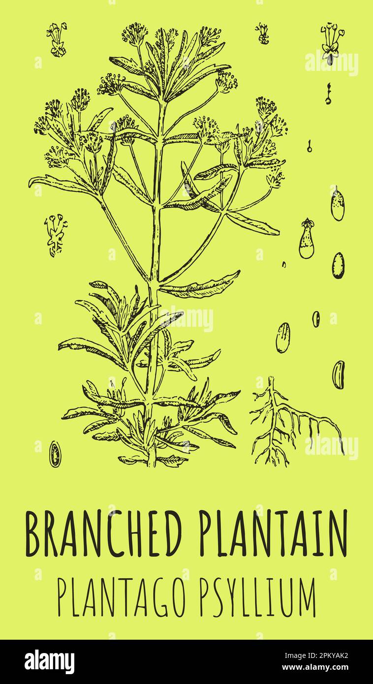 Disegni di PLANTANO RAMIFICATO. Illustrazione disegnata a mano. Nome latino Leonurus PLANTAGO PSYLLIUM. Foto Stock