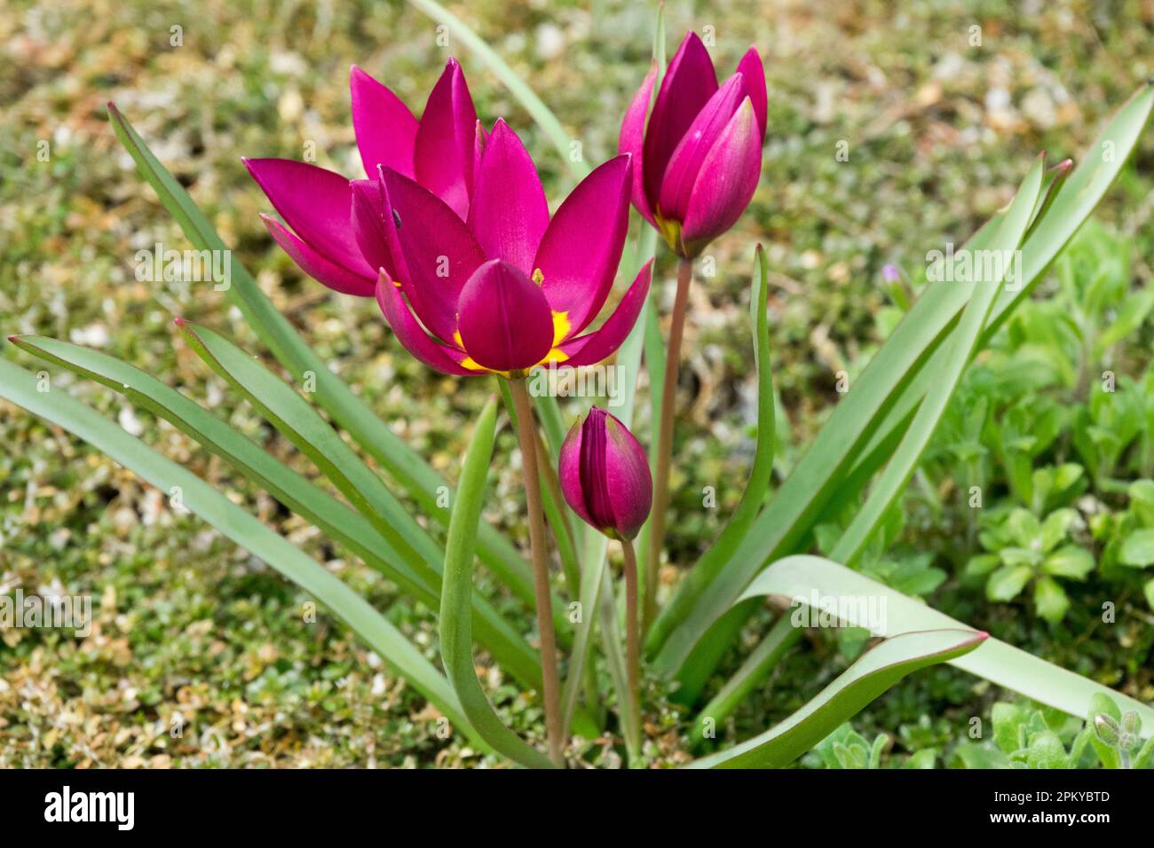 Liliaceae, Tulipa "Perla Persiana" Foto Stock