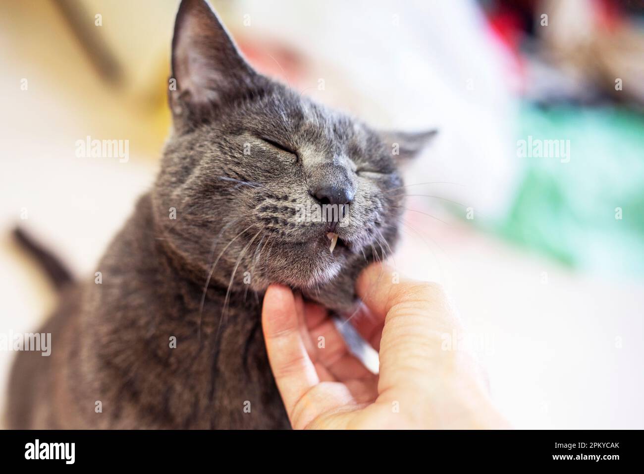 mano graffiare il collo di un gatto grigio su uno sfondo chiaro. Cura animale Foto Stock