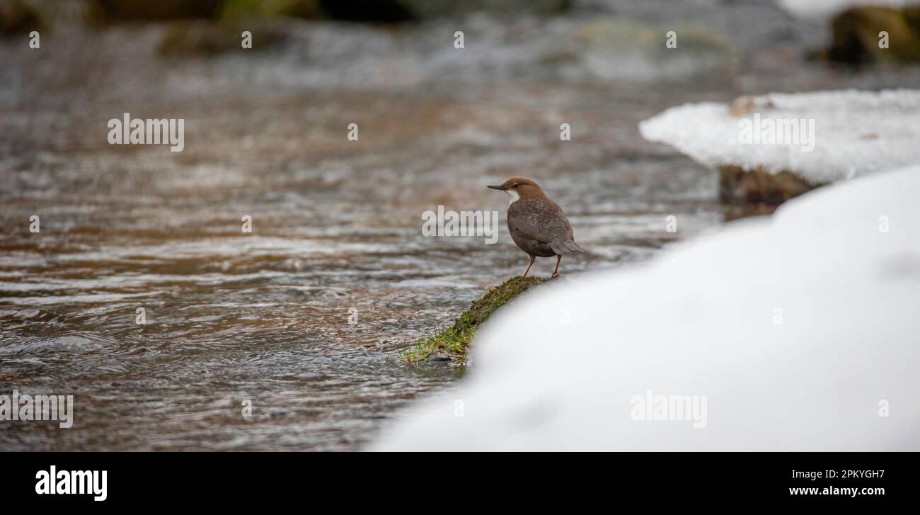 Il dipper bianco colato Cincluses comprende seduto su una pietra e alla ricerca di cibo in inverno, la foto migliore. Foto Stock
