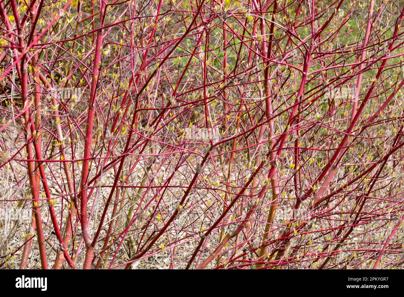 Dogwood, Cornus stolonifera 'hedgerows Gold', Cornus alba, Cornus sericea, Red Twig Dogwood, rami Inverno Foto Stock