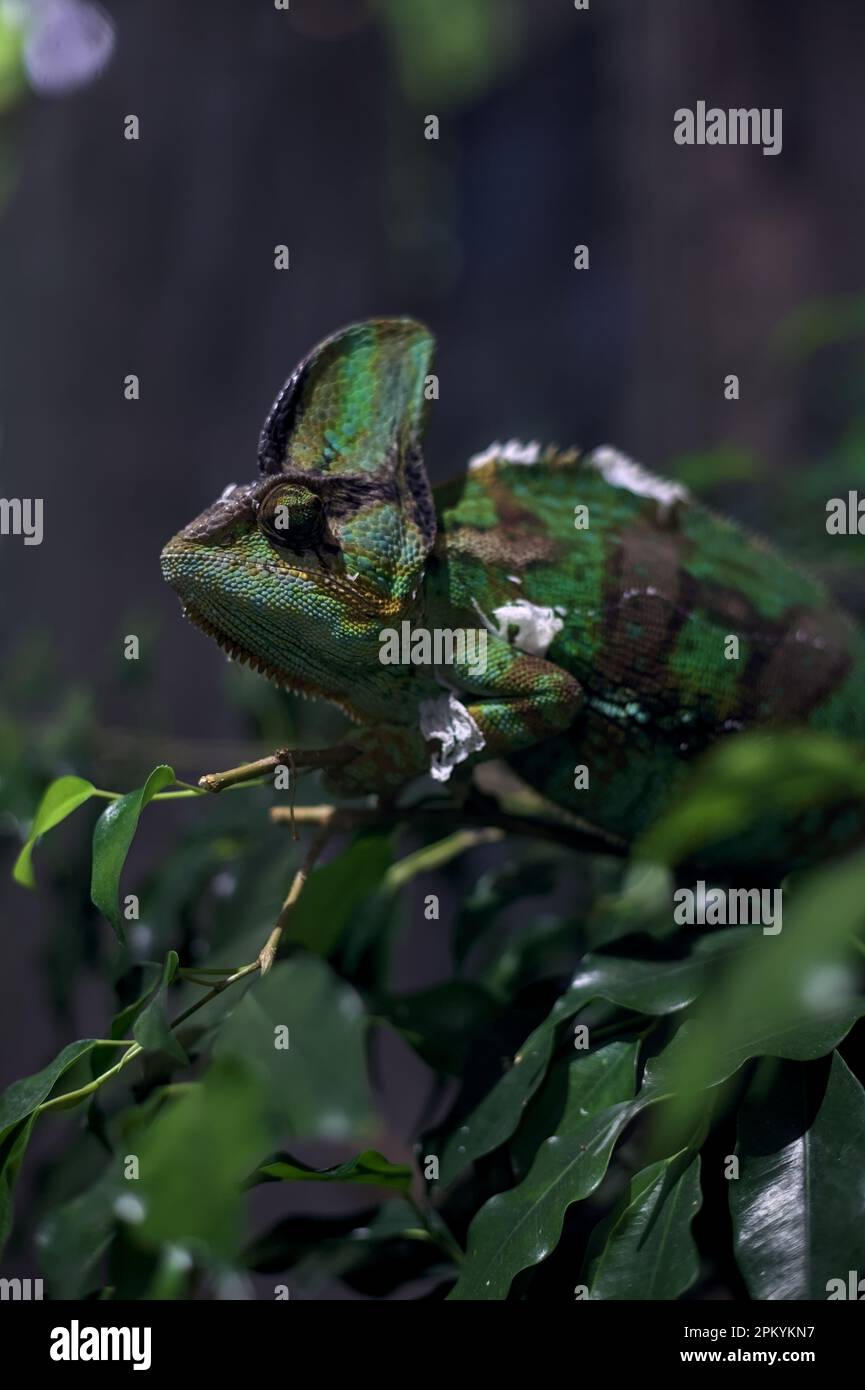 Chameleon su un ramo in un serbatoio visto da vicino Foto Stock