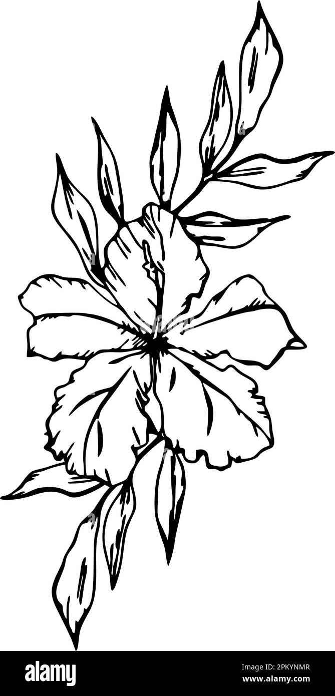 contorno nero disegno di un ramo di fiori su sfondo bianco, logo, arte Foto Stock