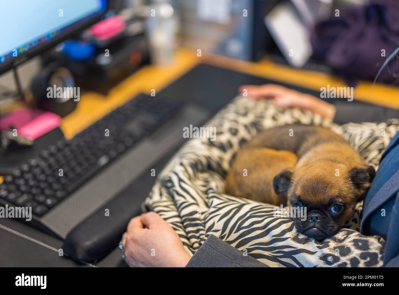 Splendida vista sul grazioso griffon di bruxelles sul tavolo di lavoro in ufficio. Svezia. Foto Stock