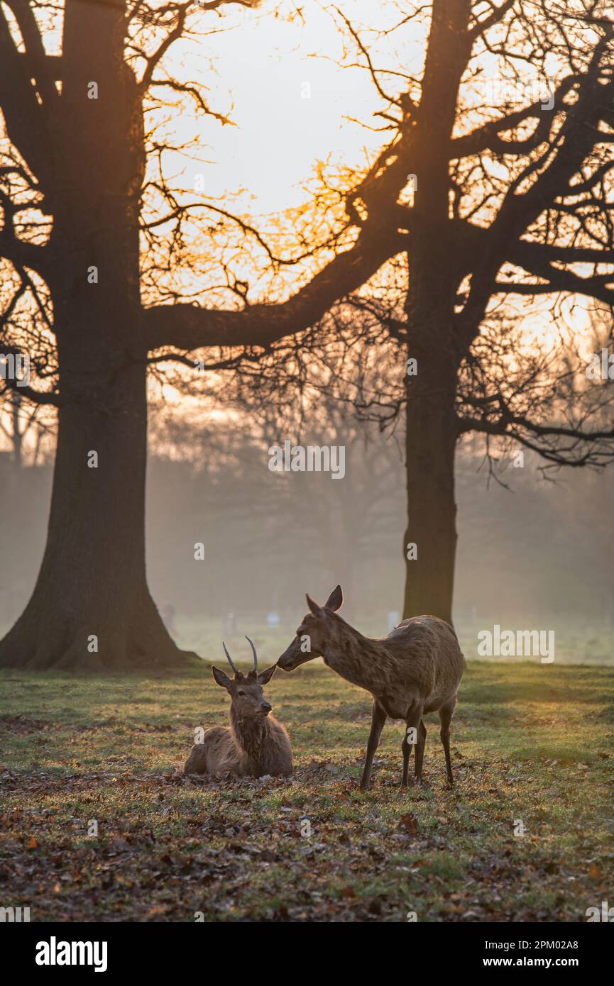 Cervi maschi e femmine che fanno amicizia all'alba Foto Stock