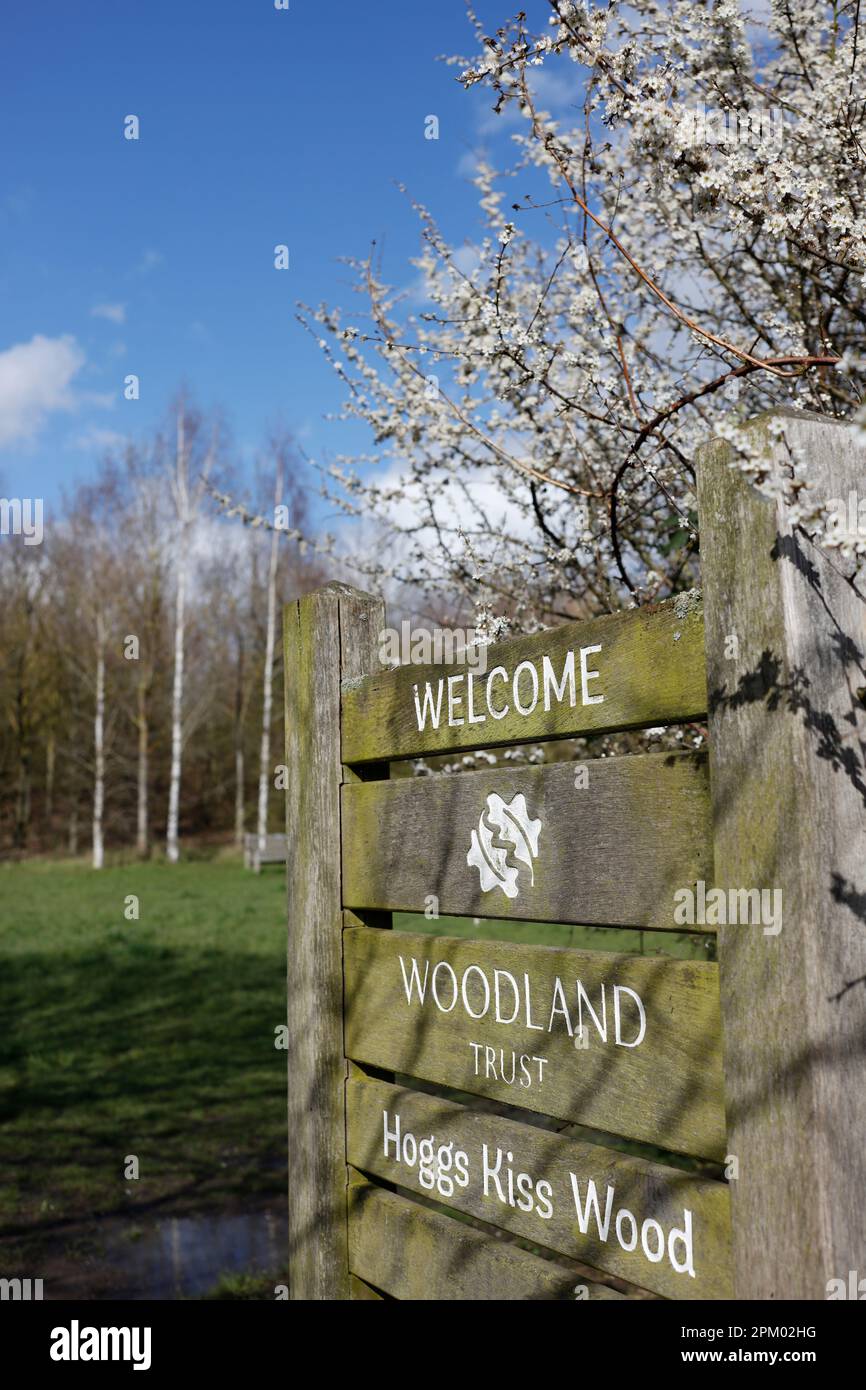 Hoggs Kiss Wood, creato per commemorare il millennio, Debenham, Suffolk, Inghilterra, Regno Unito Foto Stock