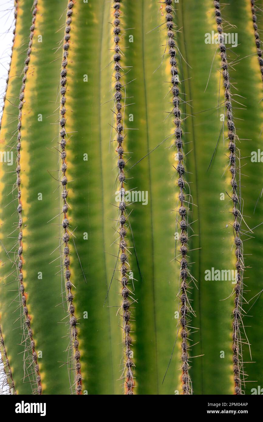 Dettaglio Cactus. Piante. Lanzarote. Data febbraio / marzo 2023 Foto Stock