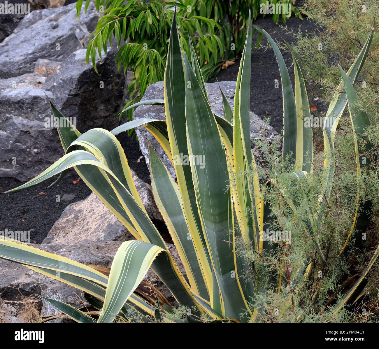 Pianta variegata del secolo -- Agave americana. Lanzarote. Data febbraio / marzo 2023 Foto Stock