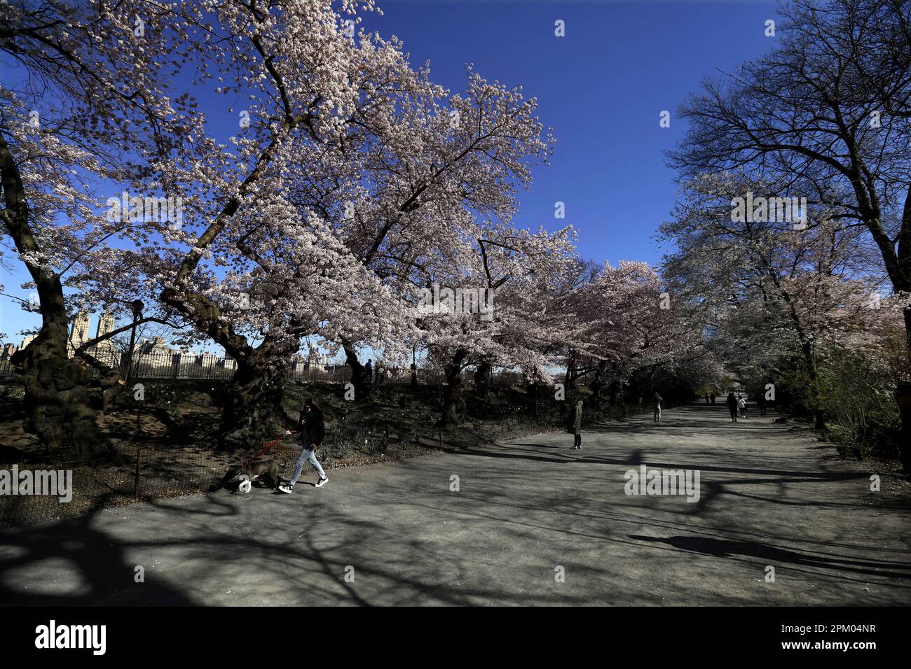 New York, Stati Uniti. 10th Apr, 2023. Una donna cammina il suo cane sotto i fiori di ciliegia a Central Park Lunedi, 10 aprile 2023 a New York City. Foto di Peter Foley/UPI Credit: UPI/Alamy Live News Foto Stock