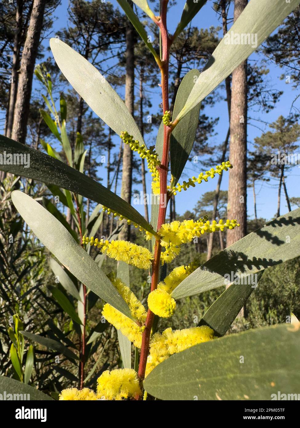 Punte ascellari gialle brillanti di un'Acacia Longifolia. Foto Stock