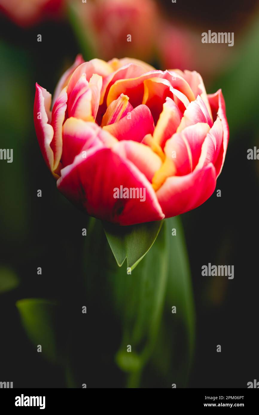 Primo piano macrofotografia dei petali varigati di una testa di tulipano rossa e gialla Foto Stock