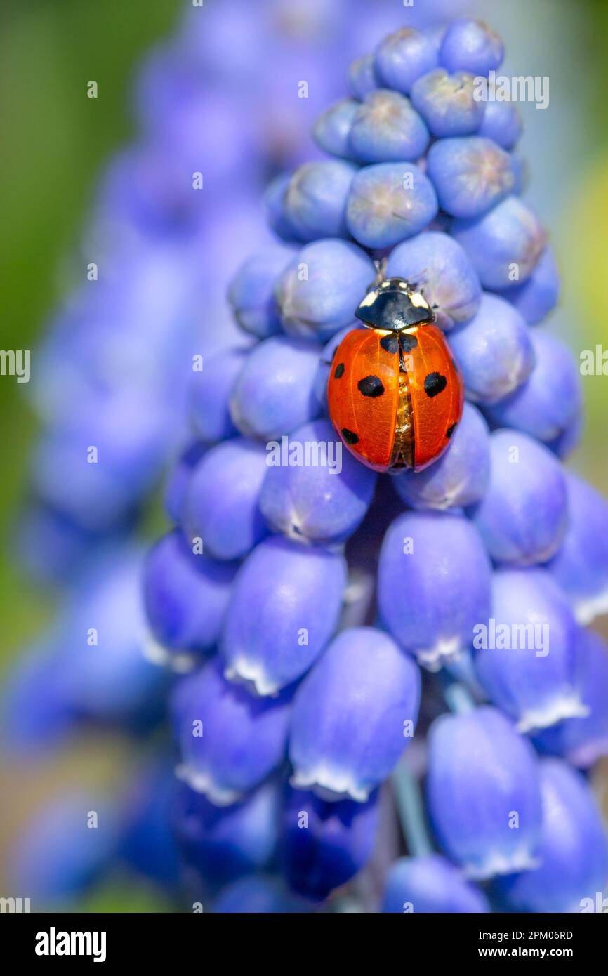 Primo piano macrofotografia di un Ladybird rosso o Ladybug arrampicata su una testa di fiore Muscari blu in primavera con spazio copia Foto Stock