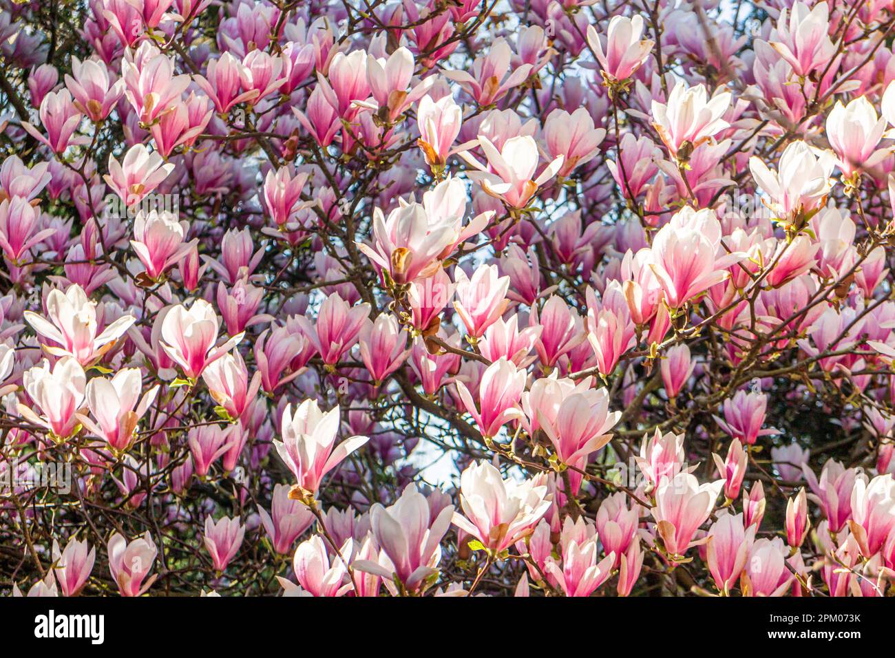 Diversi fiori di una magnolia (Magnolia × soulangeana, Tulpen-Magnolie) in un giardino tedesco in primavera Foto Stock