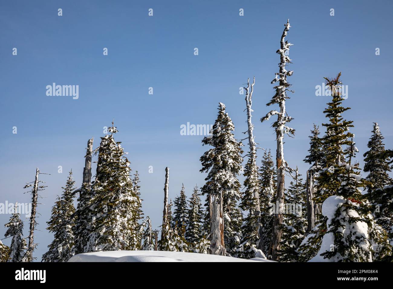 WA23291-00...WASHINGTON - neve e ghiaccio intonacati alberi e serpenti su Hurricane Ridge, Parco Nazionale Olimpico. Foto Stock