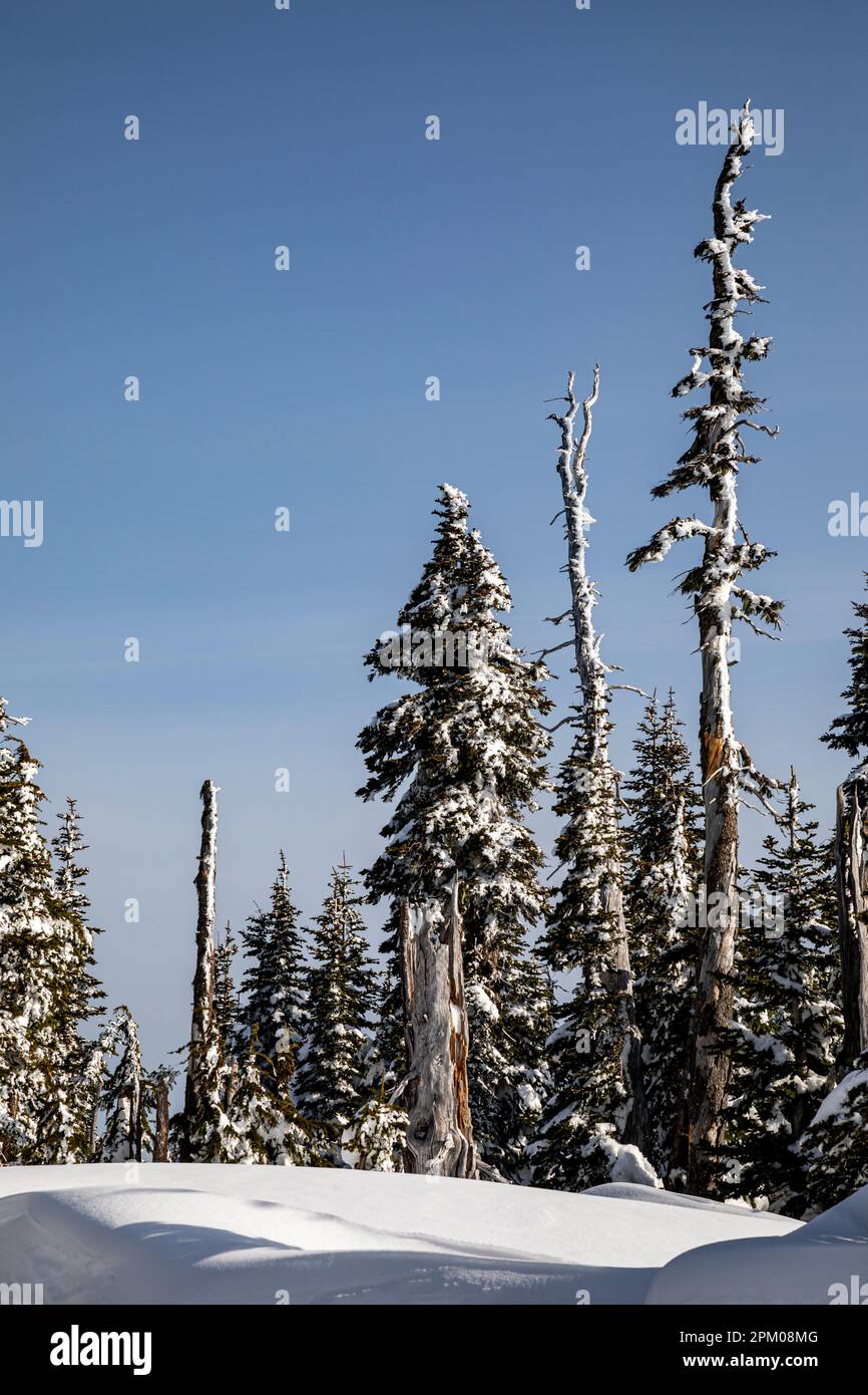 WA23292-00...WASHINGTON - neve e ghiaccio intonacati alberi e serpenti su Hurricane Ridge, Parco Nazionale Olimpico. Foto Stock