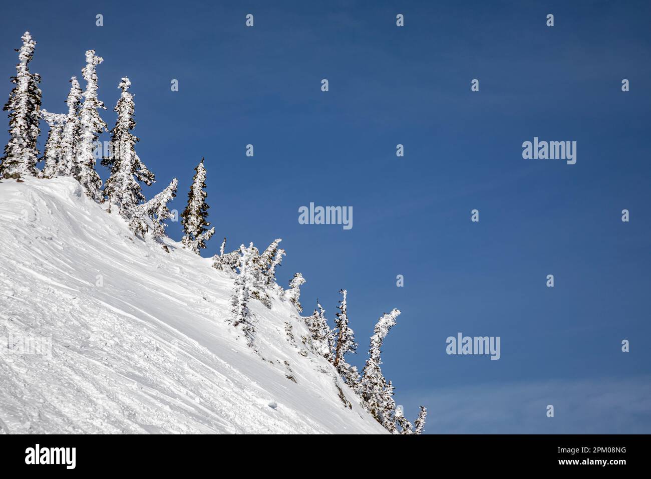 WA23298-00...WASHINGTON - neve soffiata dal vento intonacata su alberi all'Hurricane Ridge nel Parco Nazionale Olimpico. Foto Stock
