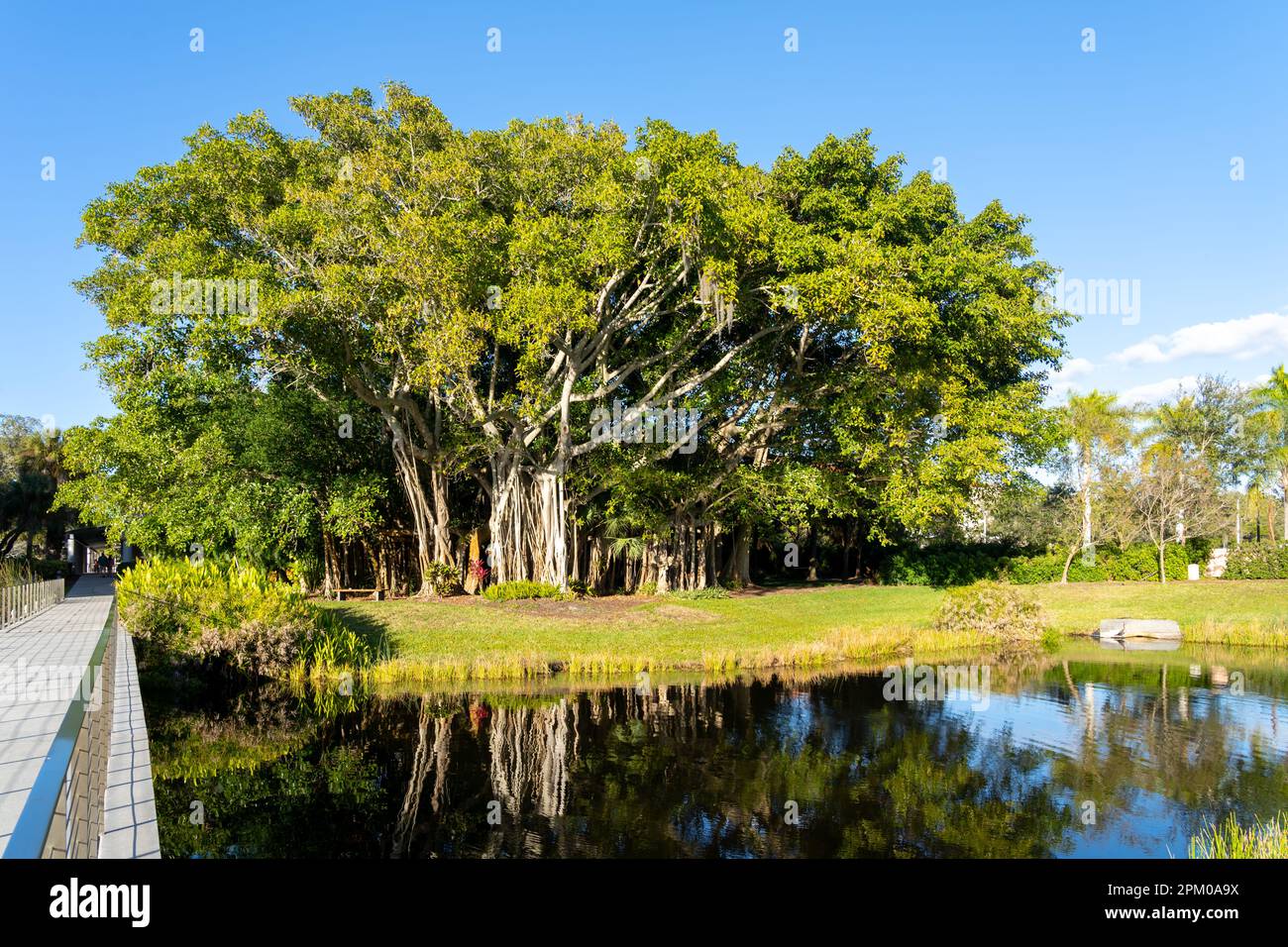 Viene mostrato un grande albero di banyan. Foto Stock