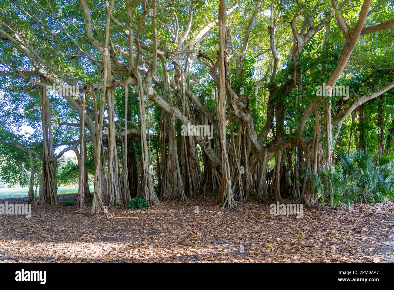 Viene mostrato un grande albero di banyan. Foto Stock