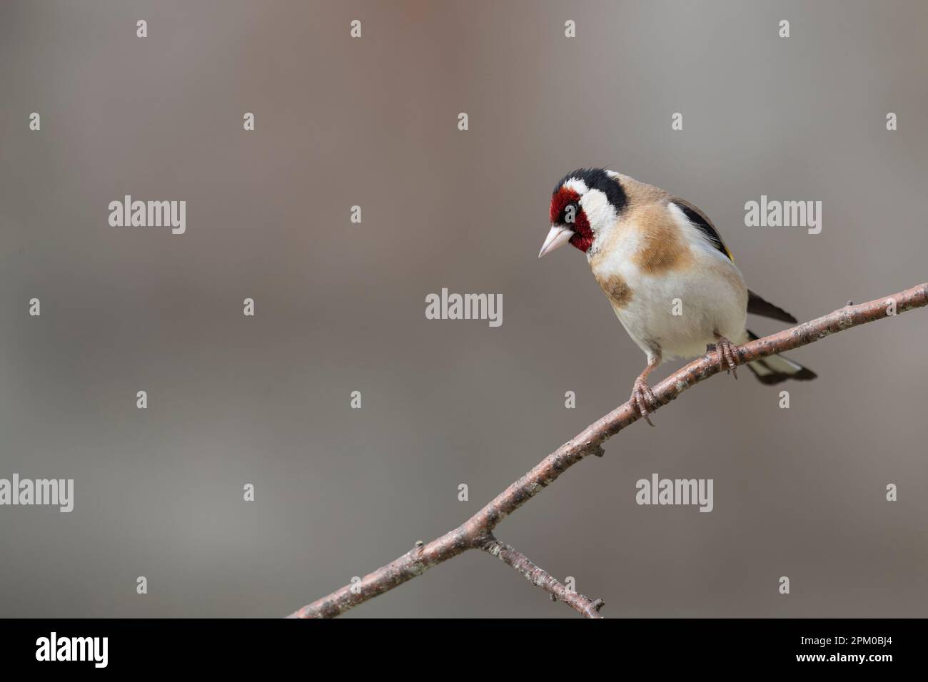 Il goldfinch europeo o il goldfinch (Carduelis carduelis). Foto Stock