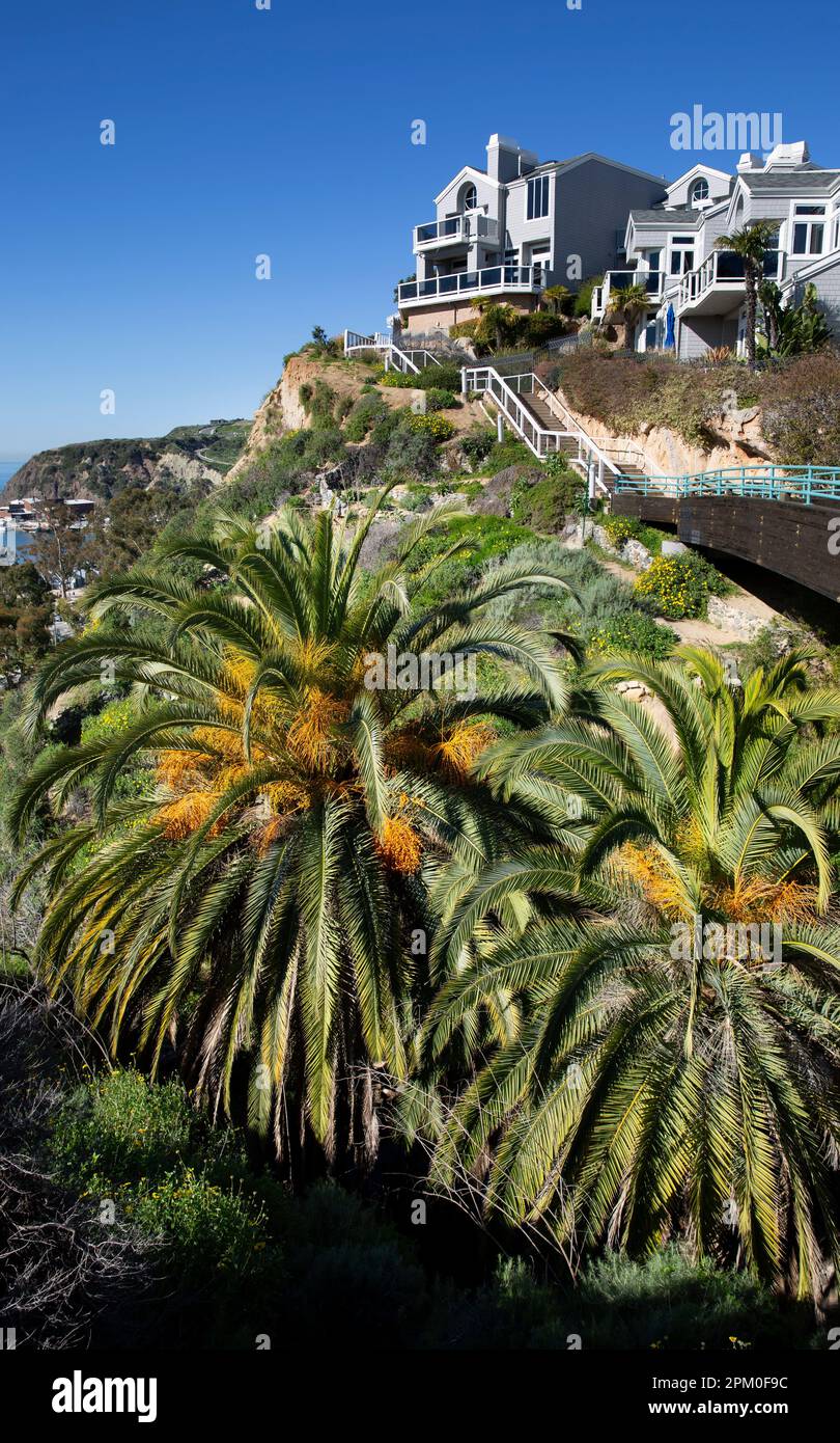 Sentiero pedonale con palme, fiori selvatici e case vacanze che si affaccia sul porto di Dana Point, Orange County, California meridionale Foto Stock