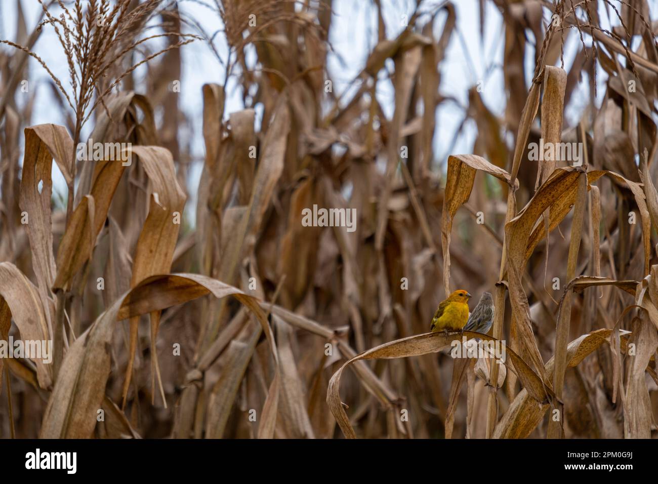 coppia di uccelli canari appollaiati su una foglia di corno. Foto Stock