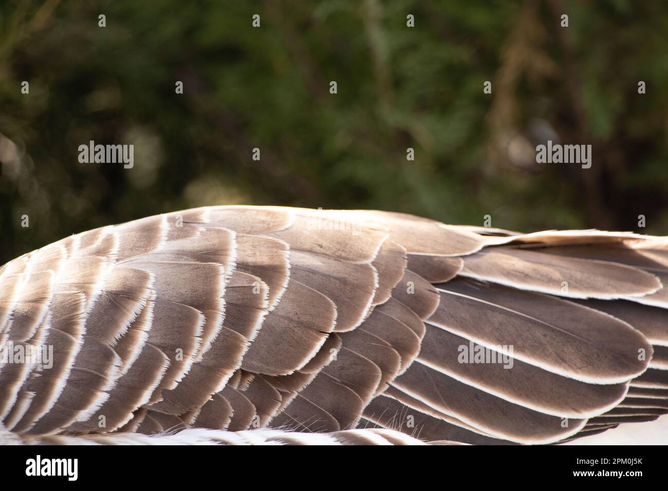 Oca grigia nazionale nei parchi al sole in Ucraina in primavera, uccello ala Foto Stock