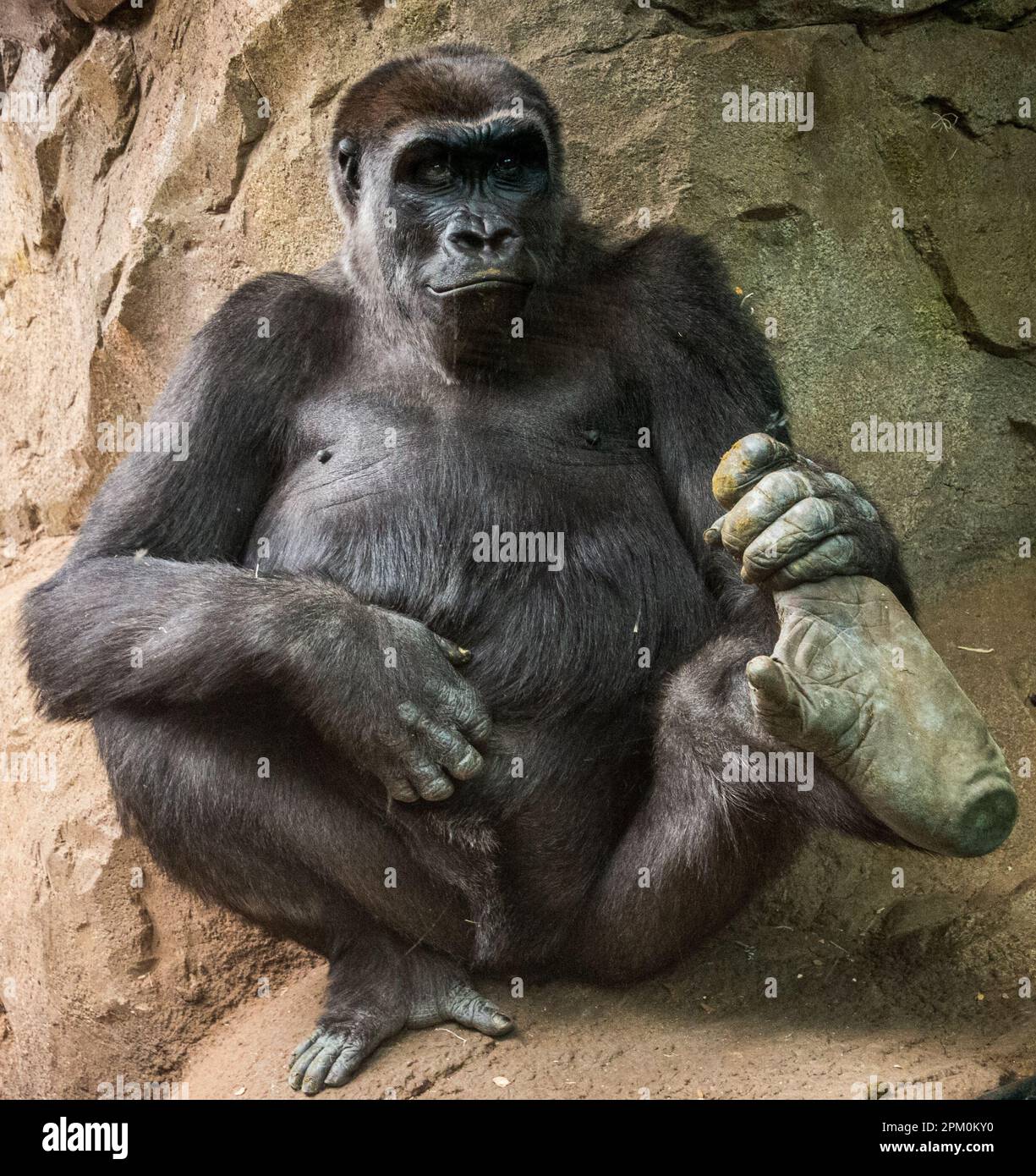 Un gorilla si siede contro una parete marrone tenendo il piede sinistro in alto sta guardando la fotocamera. La sua mano destra è sul suo stomaco. Foto Stock