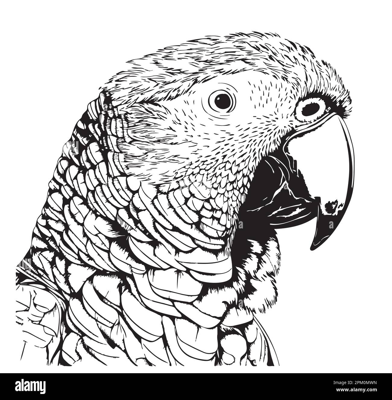 Parrot testa disegnata a mano schizzo illustrazione uccelli esotici Illustrazione Vettoriale