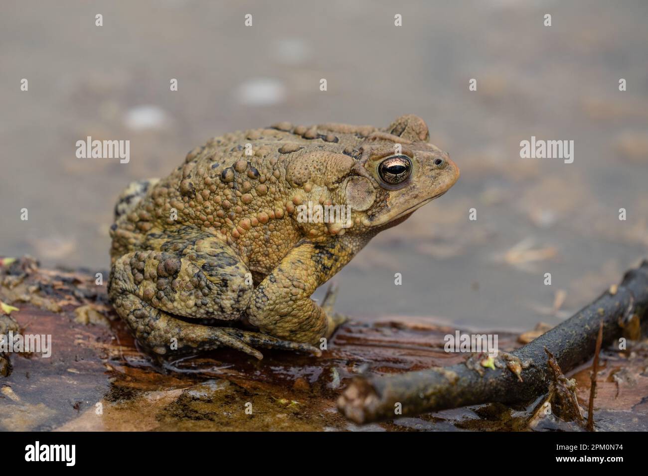 Primo piano orizzontale del Toad orientale americano (Bufo americanus) si trova sul laghetto di accesso. Foto Stock