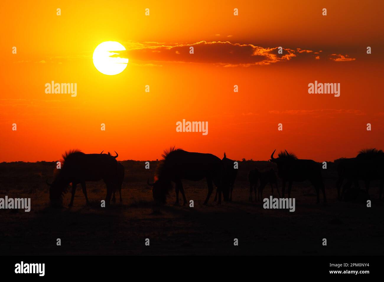 Wildebeests al tramonto Foto Stock