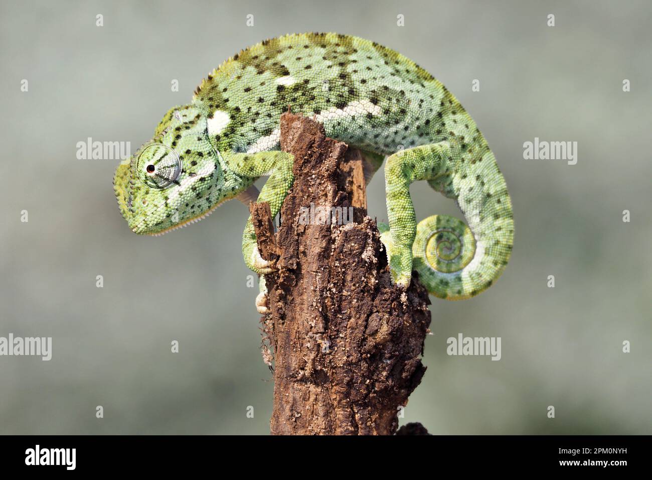 Chameleon nel deserto di Kalahari Foto Stock