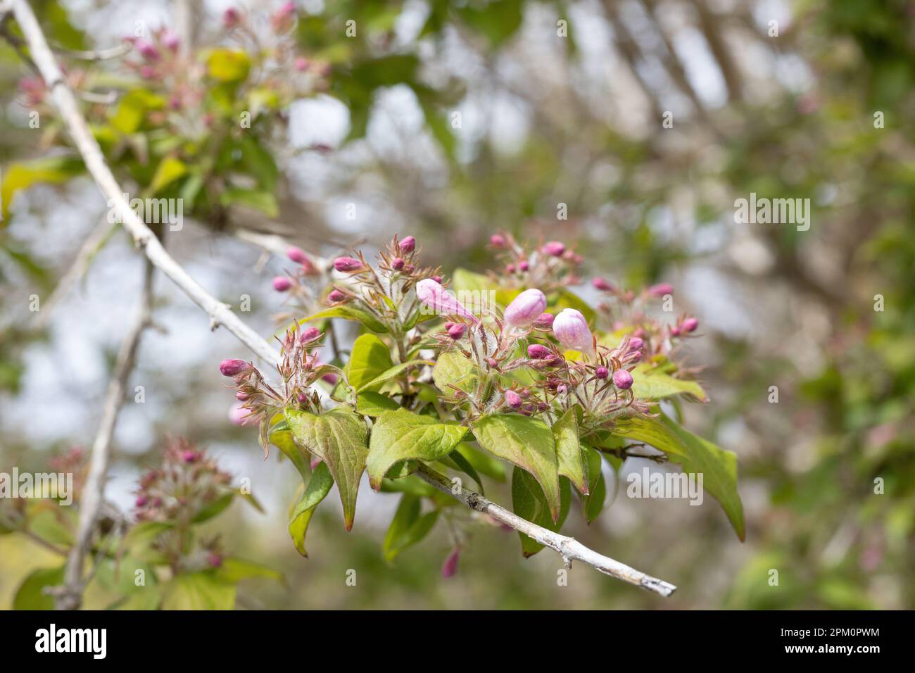 Kolkwitzia amabilis - bush di bellezza. Foto Stock