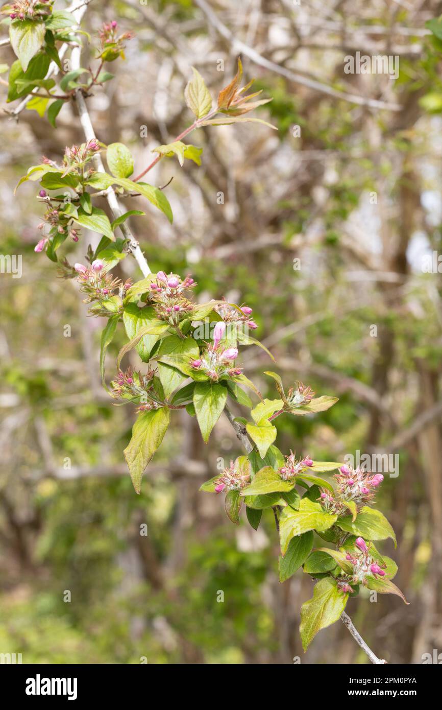 Kolkwitzia amabilis - bush di bellezza. Foto Stock