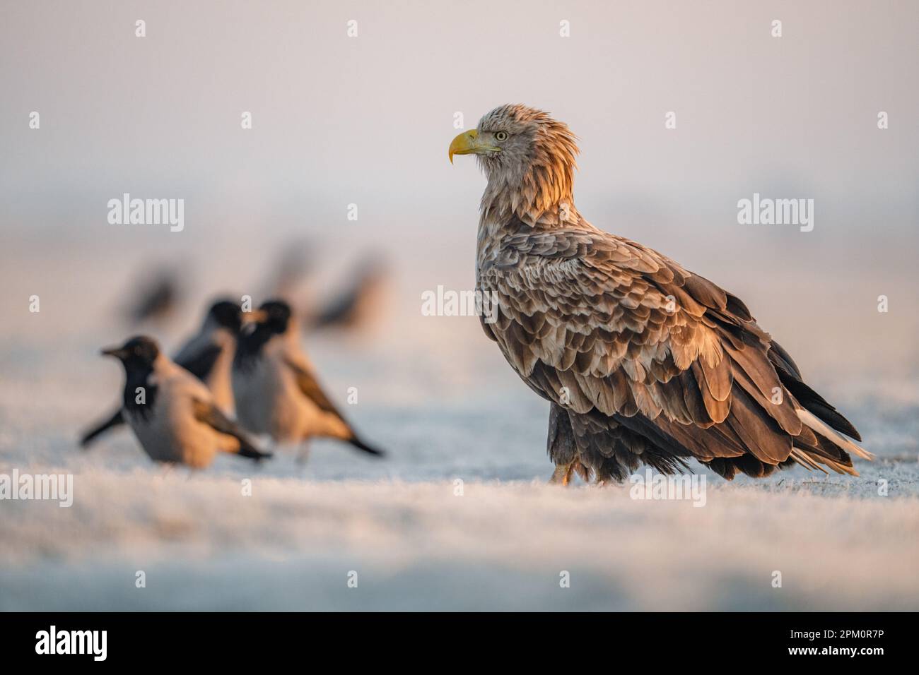 Un'aquila dorata arroccata su un campo innevato con diversi uccelli più piccoli sullo sfondo Foto Stock